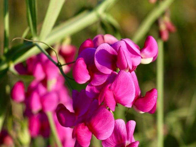 スイートピー アンティーク、ピンクラム☆♪ブラックジャックの気ままな日記♪☆
