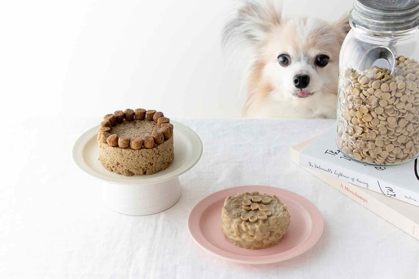 今回のわんこ用ケーキはちょっと簡単に🐶❣️ さつまいもを蒸してマッシャーで潰してケーキの形に成型したら、水切りしたヨーグルトと苺で飾り付けするだけ！手作りがやっぱり安心です😌 美味しそうにモリモリ食べてくれて、翌日の💩もモリモリw犬のいる生活犬のいる