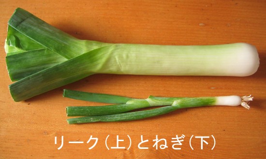 リーキとは？西洋ネギとも呼ばれるリーキのレシピをご紹介！BOTANICA