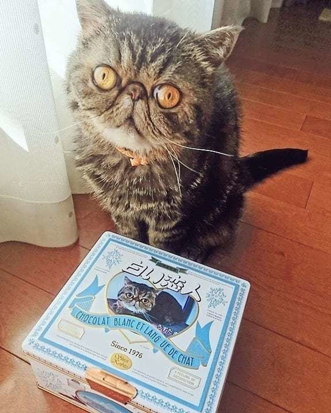 食べちゃいたいくらい可愛いとはいうけれど 男の猫道 vol.140ねこのきもちWEB MAGAZINE