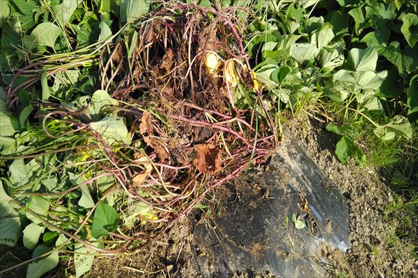 さつまいもの収穫時期 見極めるポイントや保存方法まで徹底解説！ - E・レシピ 1 1ページ