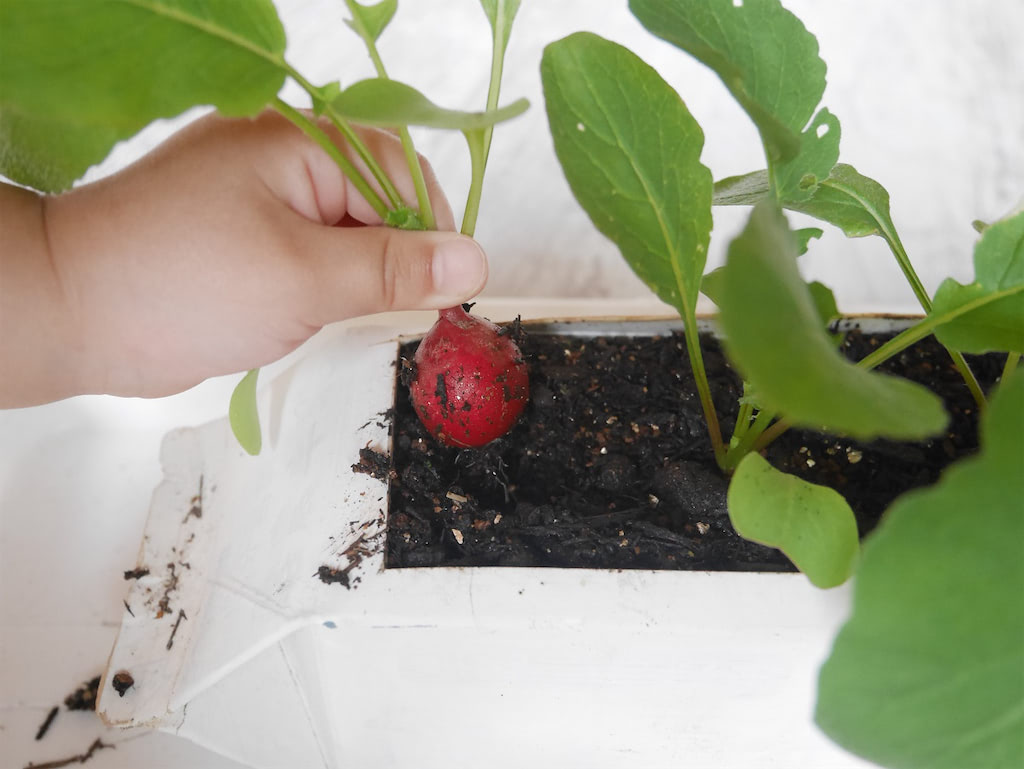 牛乳パックで「ラディッシュ」育ててみた！35日で収穫できた♪初心者でも簡単だった件 東京農ライフ『あたらしい日日』こんな時代のニューノーマルな暮らし方。食と農、生活情報をお届けします