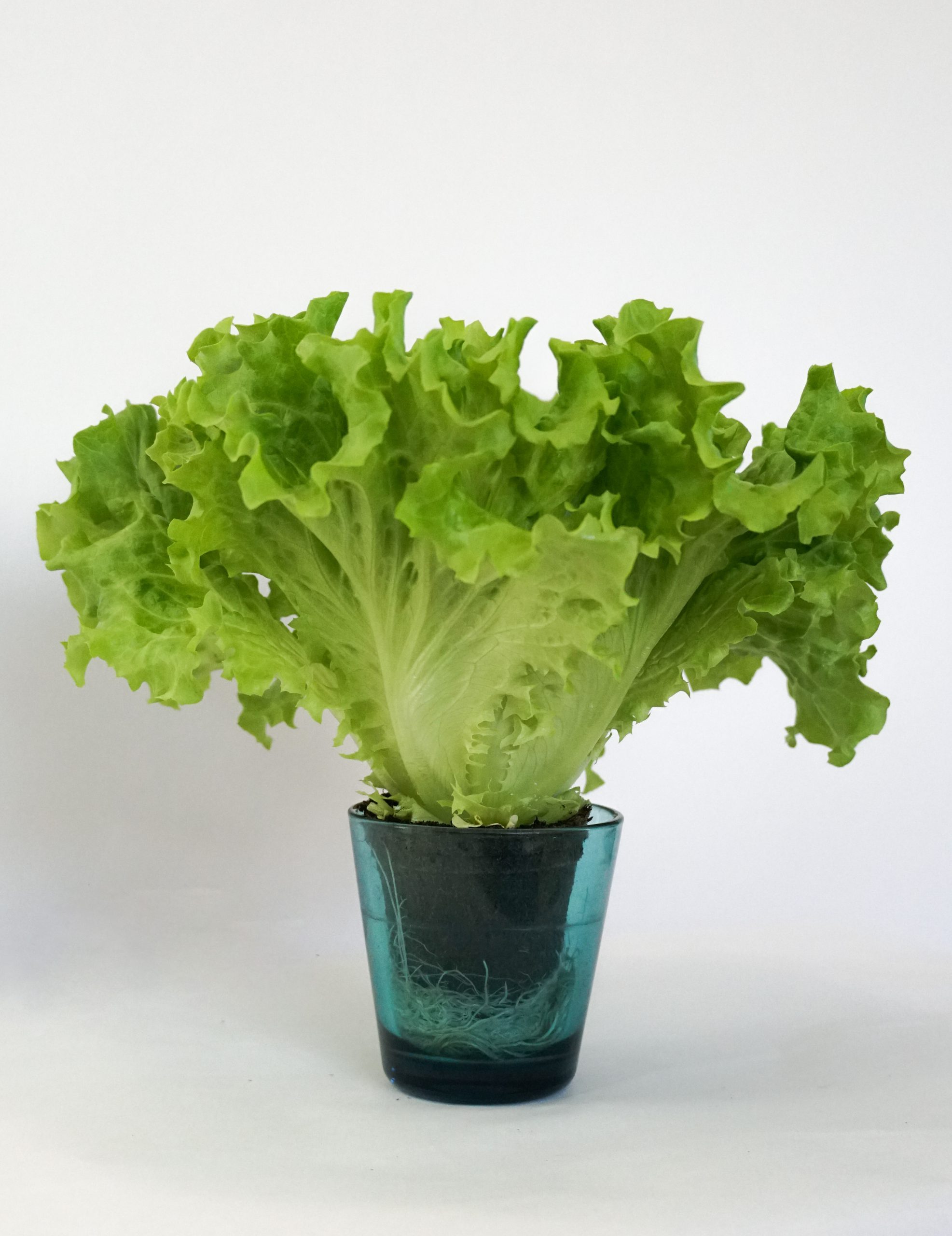 ちぎったサニーレタスの便利で長持ちする保存方法 - 空と花の色