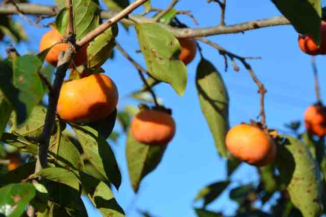 札幌市中央卸売市場秋の果物 札幌sapporo北海道hokkaido ＃梨 ＃なし果物 ＃旬フルーツ