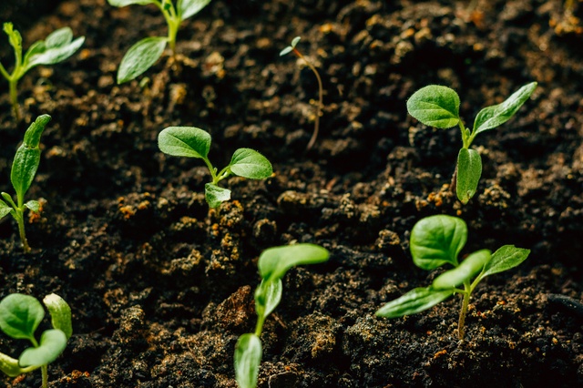 ナスを長くたくさん収穫するための摘芯のやり方は