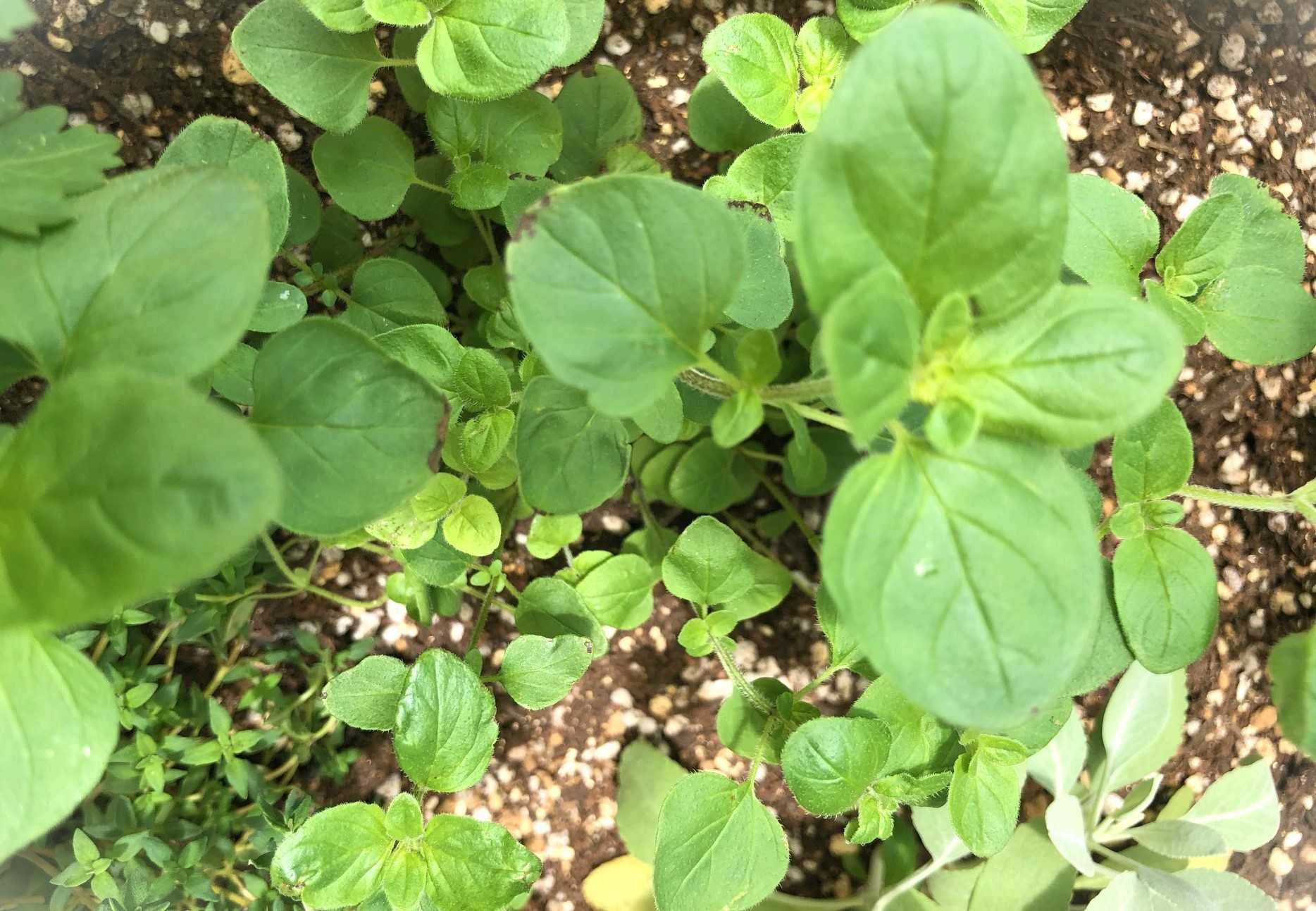 Ma YuLan高品質オーガニックハーブ乾燥マジョラムオレガノの葉