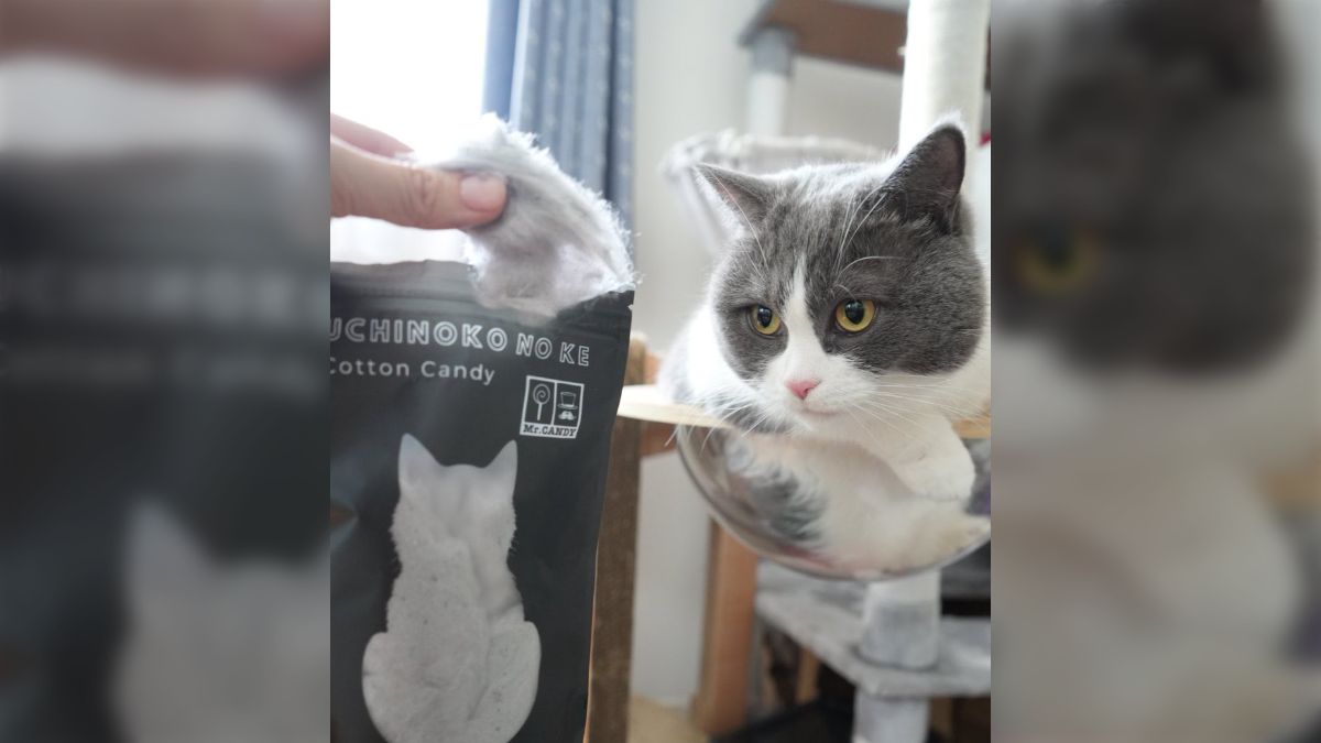 ポメラニアン💕カットスタイル ふわふわ優しい雰囲気のわたあめカット💛 & ワイルド☆ハンサムなライオンカット💛どちらもニッコリ笑顔を向けられたらイチコロです*´艸｀