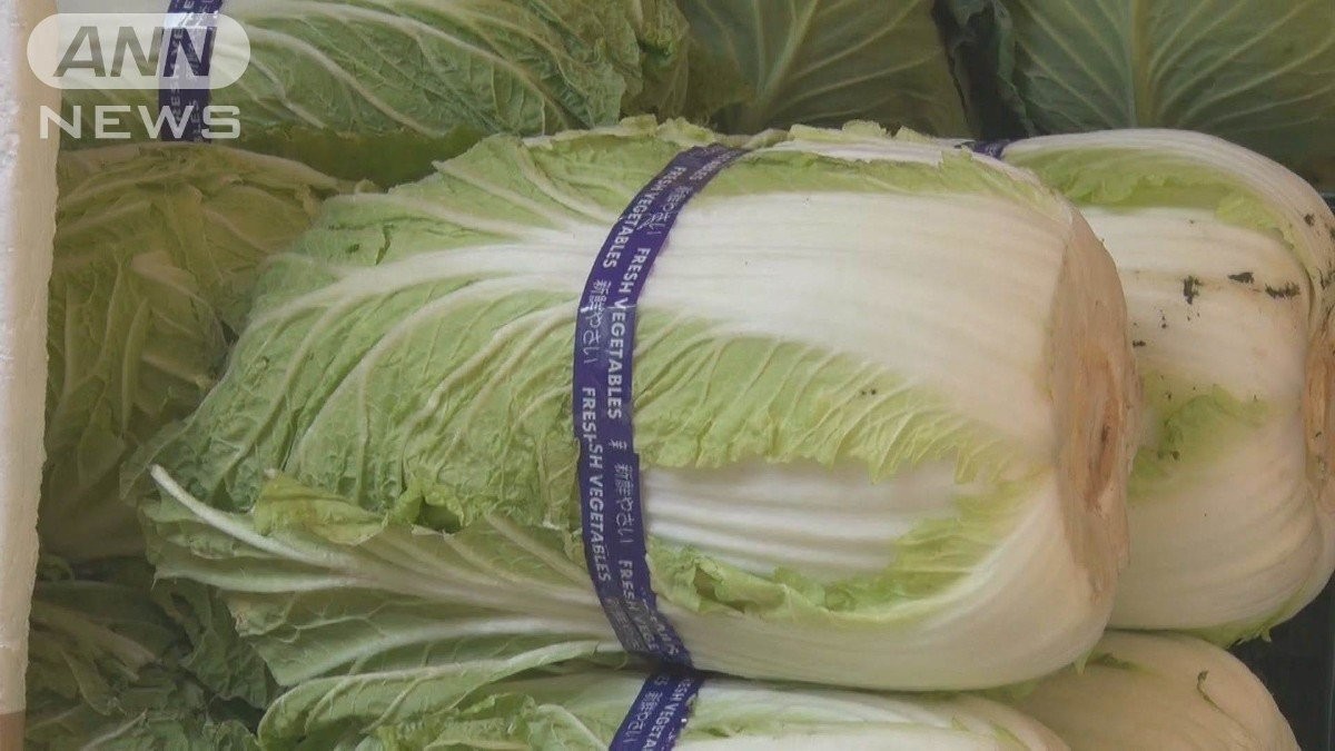 知らなかった 「白菜」は内側から食べるべし！TBSテレビ