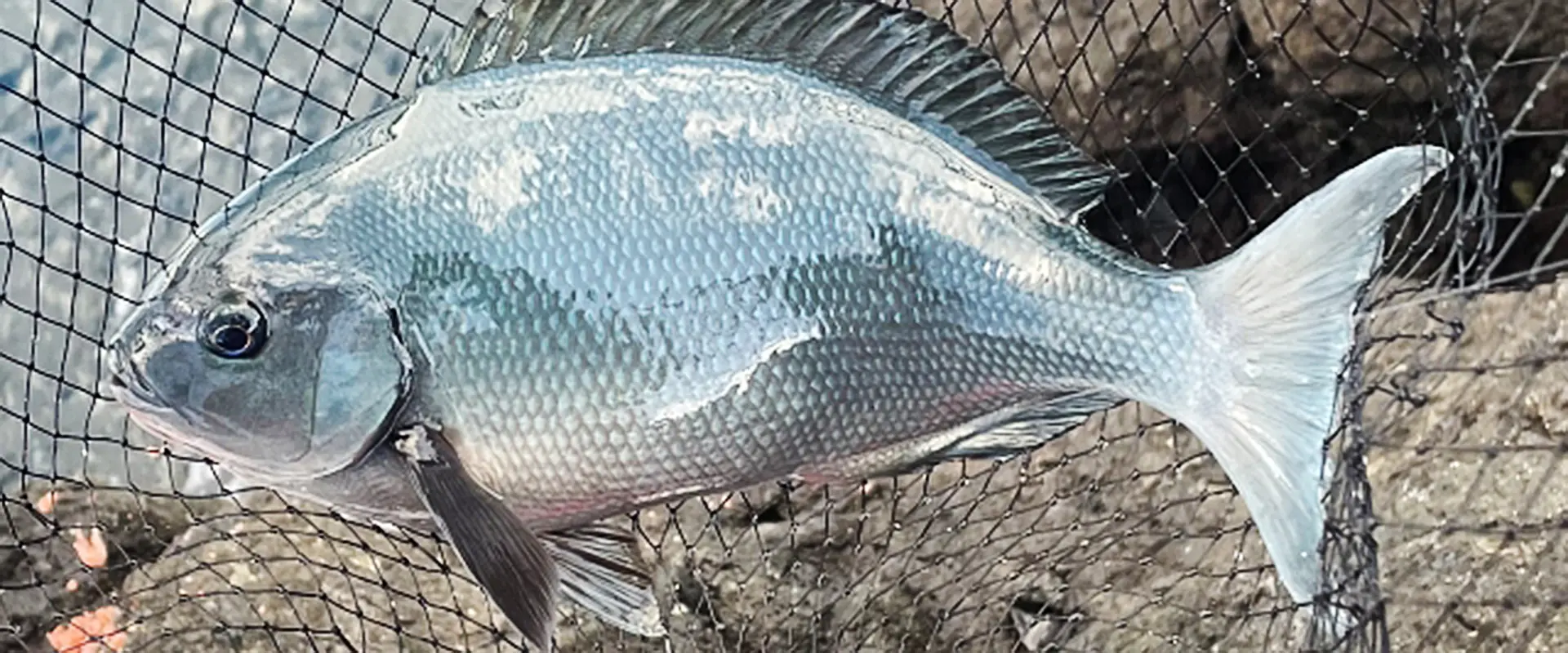 チヌ・グレ 100時間熟成のお刺身！神戸のチヌ クロダイ とグレ メジナ自己流熟成のやり方: 猪丸の釣りとグルメと