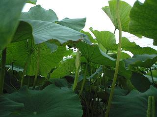 蓮の葉を使った料理 - 器とたべもの