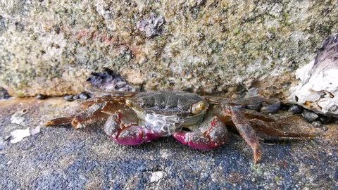 ちりがみ工房 ちりがみ細工 ちりがみ細工のおもちゃ・お人形 泡を吹いたカニ