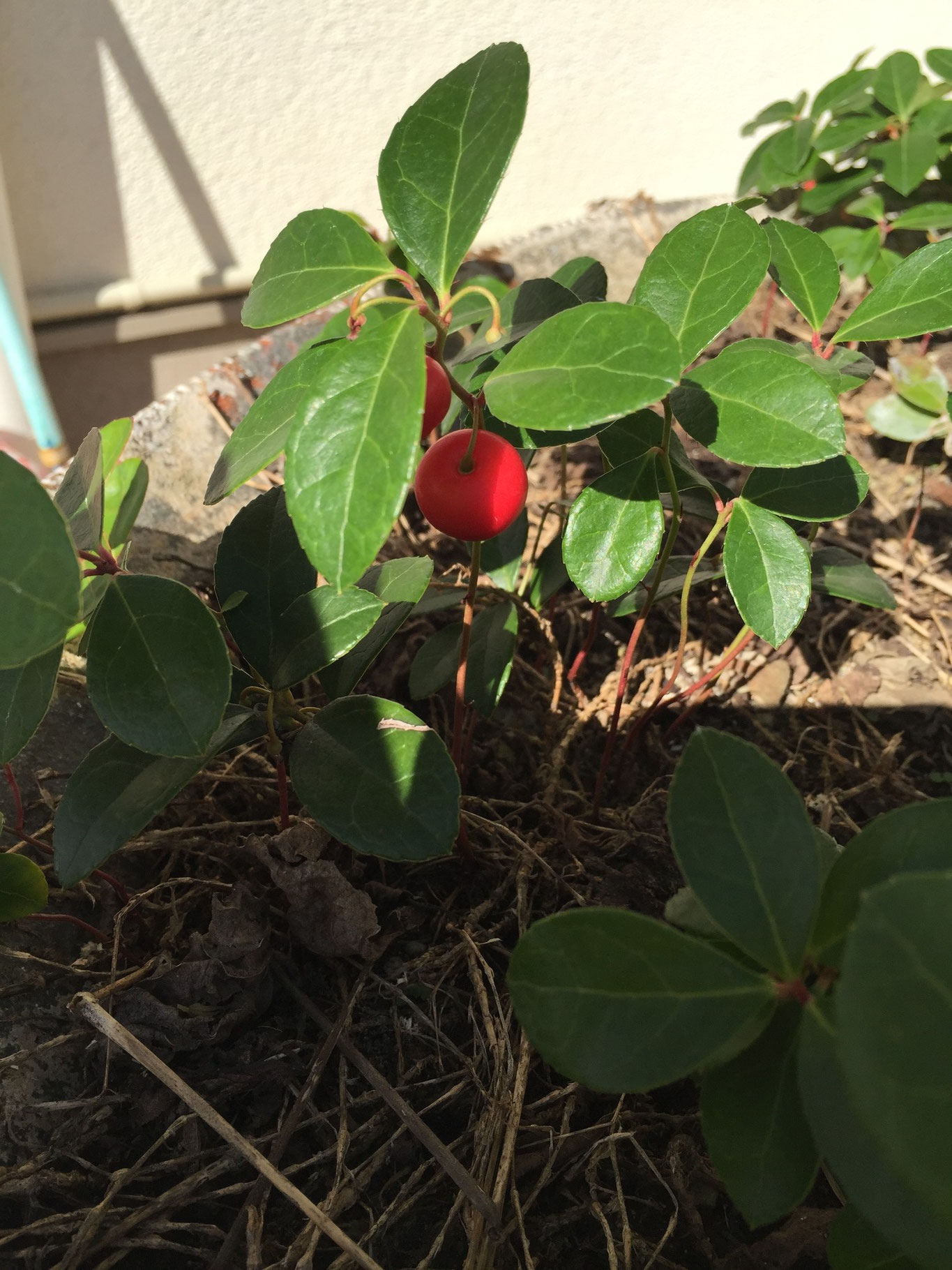 美味しそうな赤い実 食べてみました。園芸日記byあけマサみんなの趣味の園芸310335