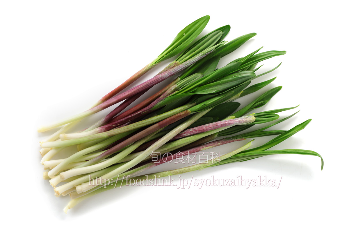 行者にんにく 行者ニンニク ギョウジャニンニクの選び方と保存方法や料理：旬の野菜百科