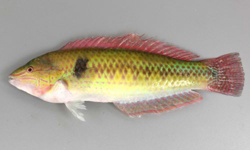 冬は冬眠するお魚。キュウセンさんを食べてみよう。 : 旧スターダイブのブログ