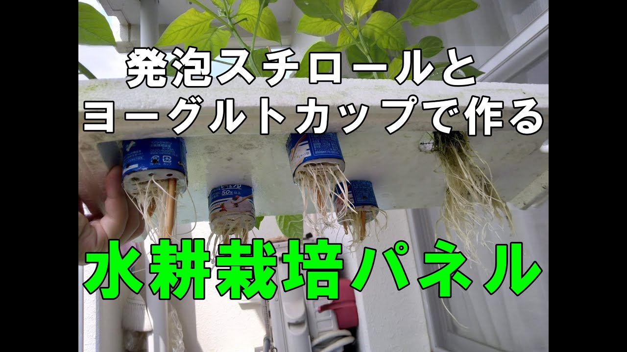 ラブリーパプリカ」の水耕栽培に挑戦します。実の色が緑→オレンジ→赤に変わる面白い品種です - 春色ソレイユ