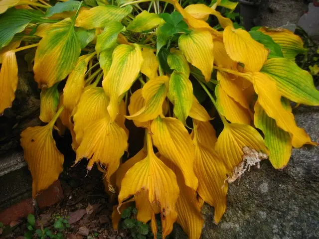 育てている大葉の色が悪いのですが、原因はなんでしょうか。また- Yahoo!知恵袋