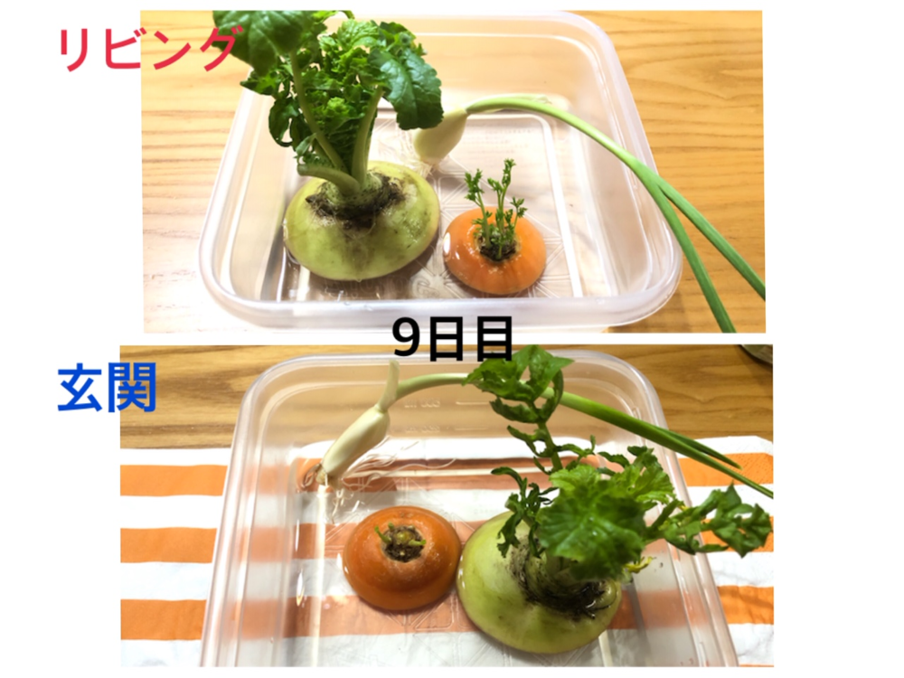 自由研究に！再生野菜＝リボベジできる野菜と、簡単な栽培法カゴメ株式会社