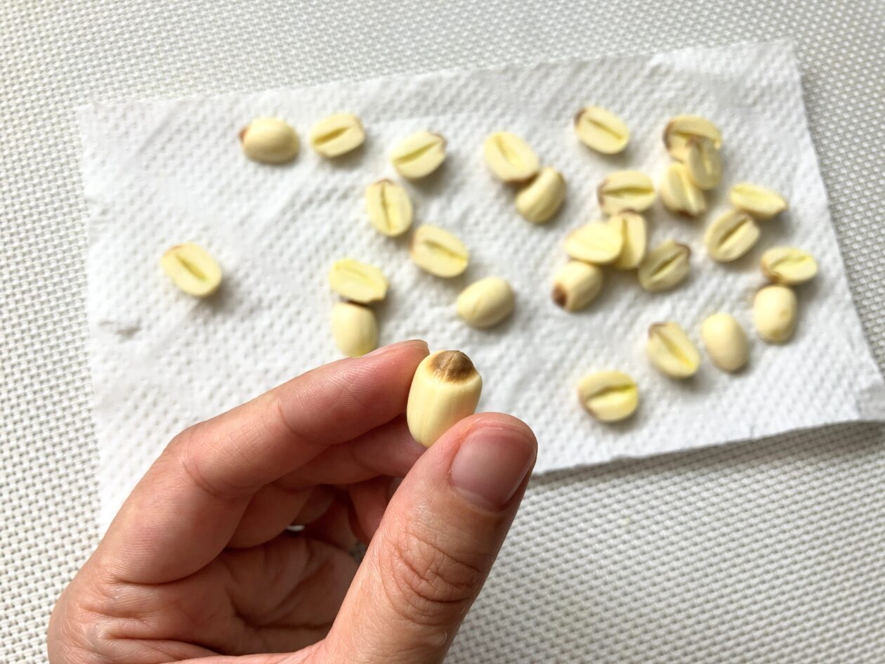 蓮の実 生 の食べ方無農薬・無肥料の自然栽培レンコン農家里山れんこん