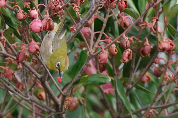 モッコクモドキ』│きんちゃんのヨタ話