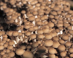 ぶなしめじJAグリーン長野