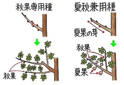 イチジクの収穫のタイミング園芸日記byハナハナハッピーみんなの趣味の園芸990377