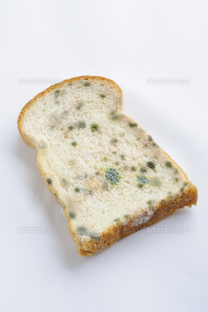 カビの生えたパンは食べても大丈夫？カビの色別の違いと防止する方法 – シュフーズ