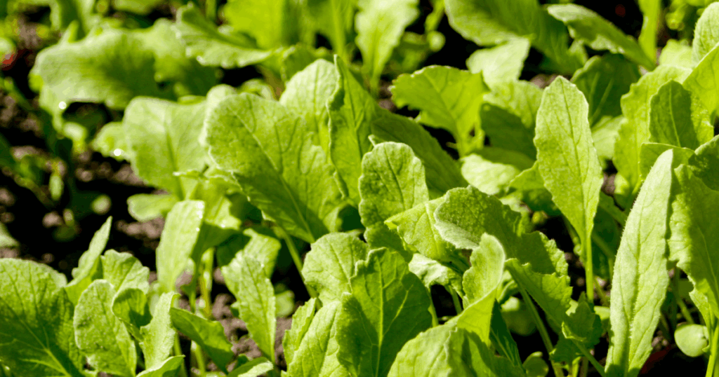 やさいバス ラディッシュ 二十日大根農薬・化学肥料不使用