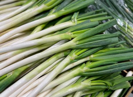 白ねぎ 千住ねぎ 深谷ねぎ 曲がりねぎ ねぎ ネギ 葱 品種の特徴 食べ方 選び方