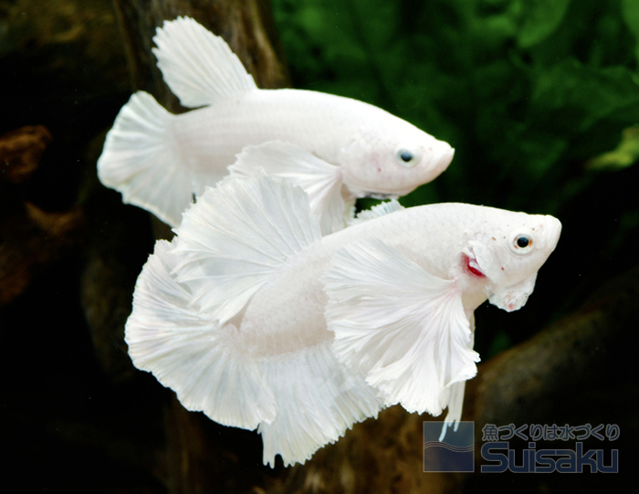 綺麗なヒレ神奈川県横浜市都筑区すみれが丘の美味しい魚屋 魚吉水産 電話：045-592-0284