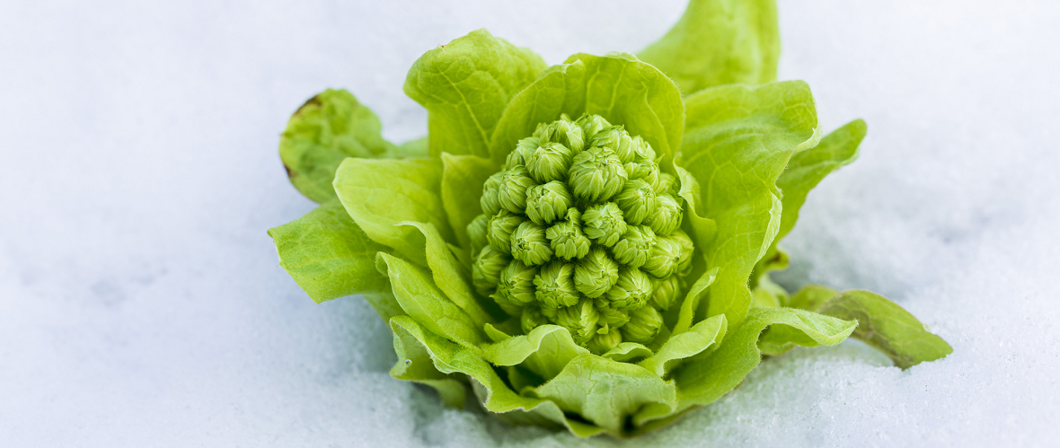 春の味覚 ふきのとうの食べごろ・下処理・天ぷらレシピ ほろ苦さを楽しむコツ - 空と花の色