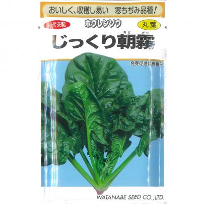 海老沢さんのちぢみほうれん草 - 産地だより - JAグループ茨城「Amore アモーレ」