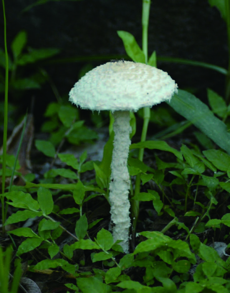 きのこの種類と名前・料理スーパー 風呂場 公園 食用 - 料理の知識について知るなら家事っこ