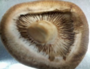 生椎茸の美味しい食べ方 極旨ジューシー仕上げ♪人気レシピ25選の人気レシピ・作り方デリッシュキッチン