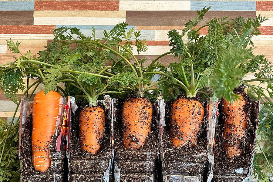 室内で大根を育ててみたるい 水耕栽培