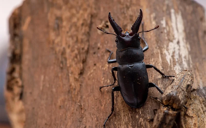 楽天市場 むしや本舗 ノコギリクワガタ系産卵用 ノコギリマット 無添加発酵微粒子マット ノコギリ クワガタ ノコギリクワガタ 産卵用 成虫飼育 床材成虫 飼育 成虫用 埋め込みマット 無添加 マット 子供 大人 親子 夏休み 自由研究 ギフト プレゼントに : むしや本舗