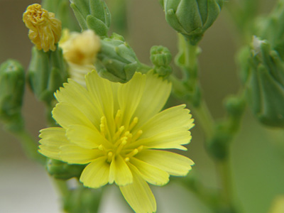 レタスの仲間 レタス・サニーレタス・サンチュ・サラダ菜Lettuce: 花・花・花 by Zauber