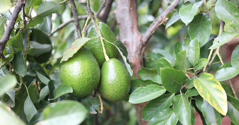 野菜シリーズ アボカド：イラスト無料