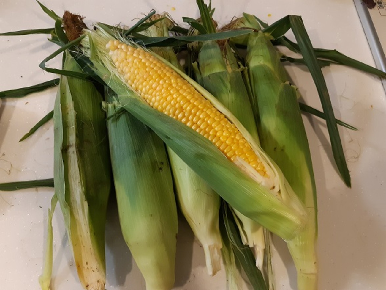 スイスチャード フダンソウ の水やり頻度や時間帯は？野菜の育て方・栽培方法