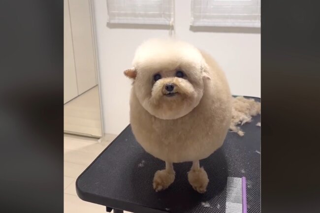 わたあめちゃん✨ シャンプーとカット交互でいつも来ていただいています！🐶 今回はカットコースでスッキリしました✂✨ また来月もお待ちしております🤍マルチーズ長野県 東御市 東御市トリミングわんにゃんはうすk9