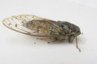 セミはソフトシェルのうちに食うべし :: デイリーポータルZ