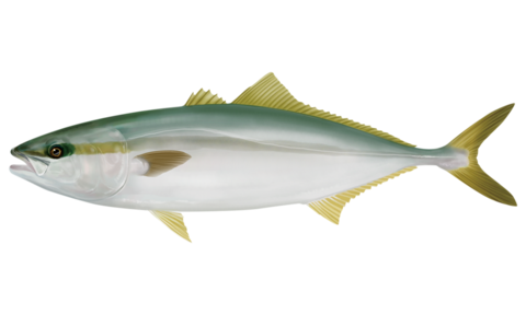 お刺身用におすすめ！釣った魚を日持ちさせる冷蔵保存方法！│釣りブログACTION釣果ポイントお得な総合情報