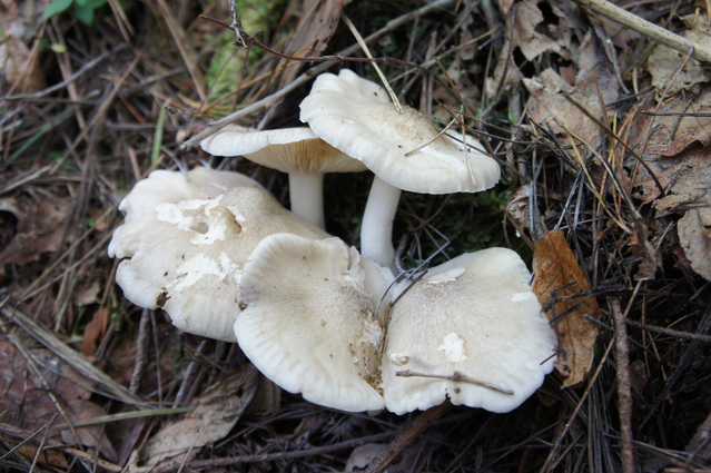 大黒本しめじ 本しめじのおいしさを楽しめます。大阪府中央卸売市場ネットショップ野菜・果物・鮮魚・市場の食材をご家庭に。目利きのプロが選ぶ高品質の食材