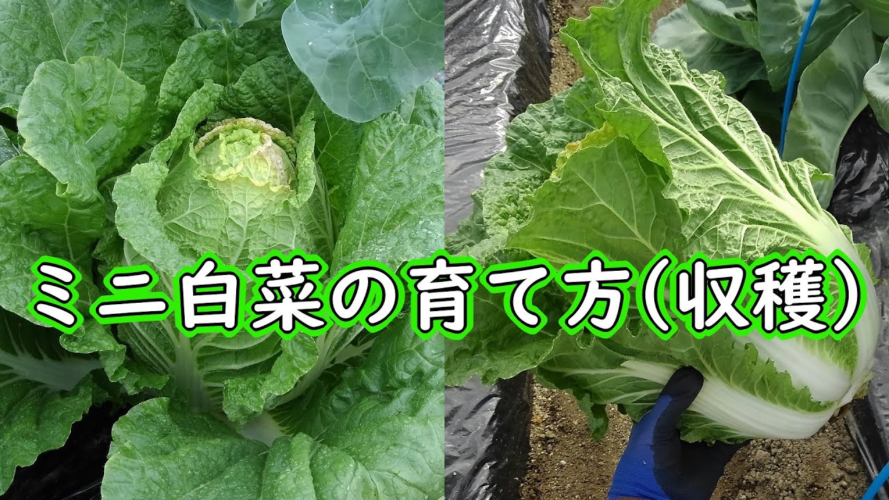 ミニ白菜とタアサイよしむら農園