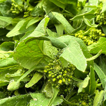 信州塩尻おやきセット 14個セット 旬菜花長野県塩尻市ふるさと納税サイト「さとふる」