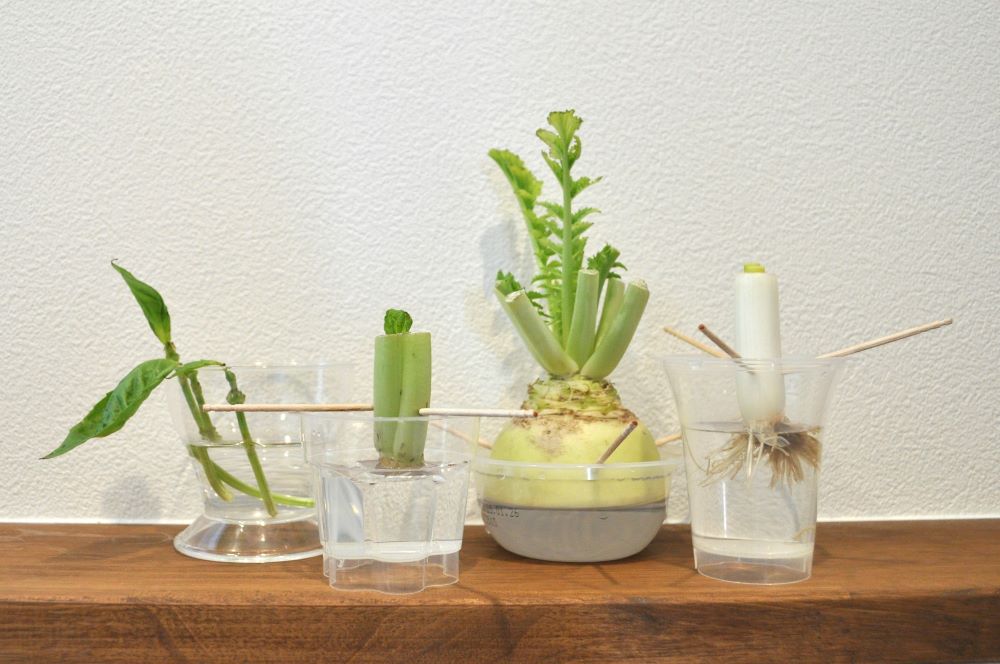 どうやって育てるの？を解決！『リボベジ』におすすめの野菜7選＆育て方のコツをご紹介キナリノ