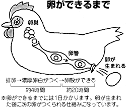 意外と知らない卵と鶏肉のこと Q&A子育て応援サイト CHEER!days