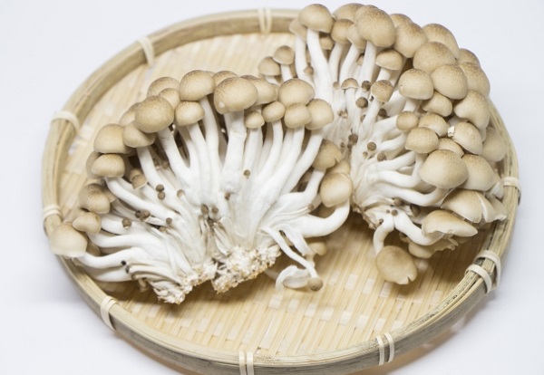 大ぶりで旨味成分が多いぶなしめじ「ぶなクイーン」長野経済研究所