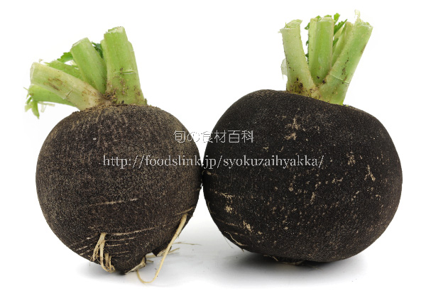 ダイコンバーティシリウム黒点病農業害虫や病害の防除・農薬情報病害虫・雑草の情報基地全国農村教育協会