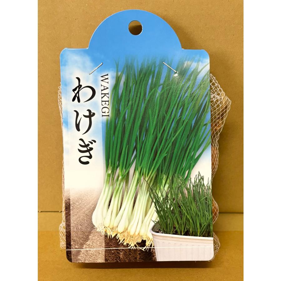 わけぎの栽培～種球の掘りあげ～自給自足の小さな暮らしーろん農園