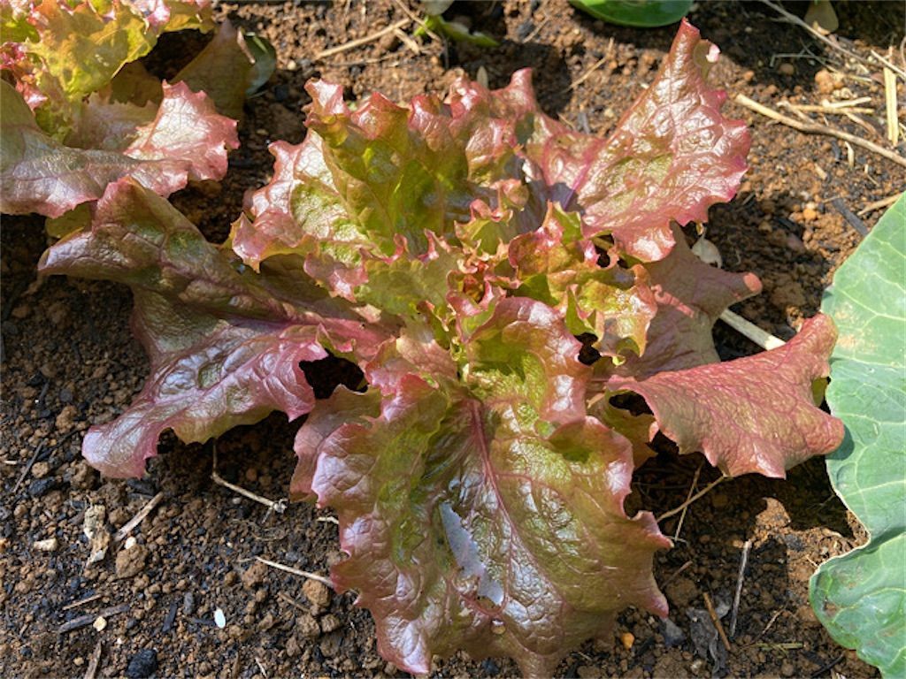 サニーレタスがぐんぐん伸びて- Flower marche la colline フラワー マルシェ ラ コリーヌ のフラワーデザイナーより